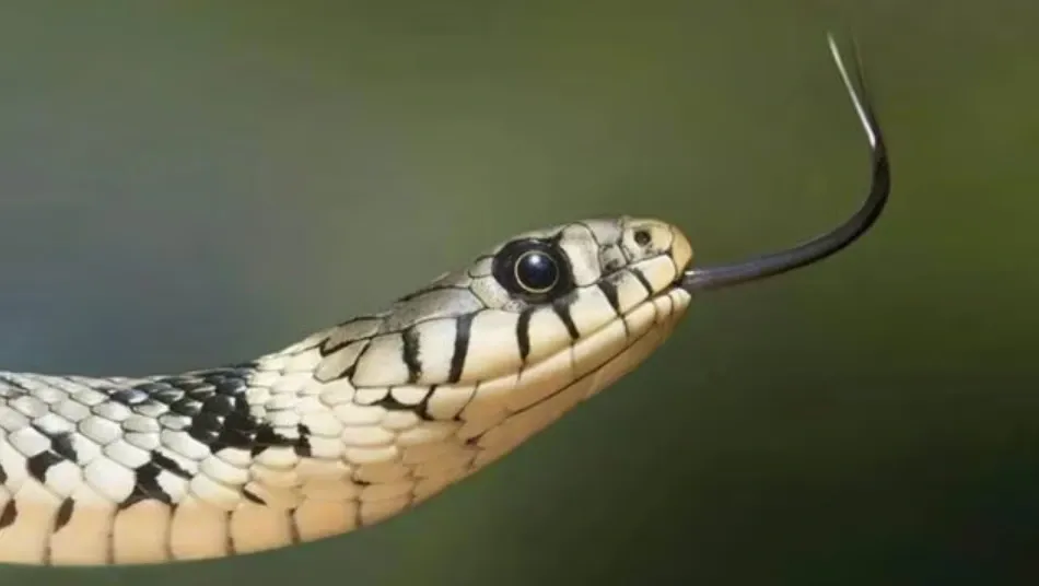 Centre Urges Snakebites as Notifiable Disease: Addressing a Public Health Challenge