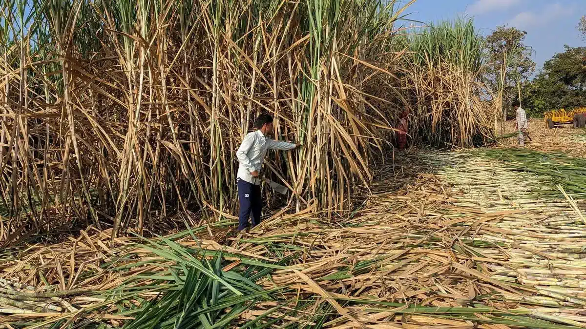 India’s Ethanol Blended Petrol (EBP) Programme - Status and Challenges