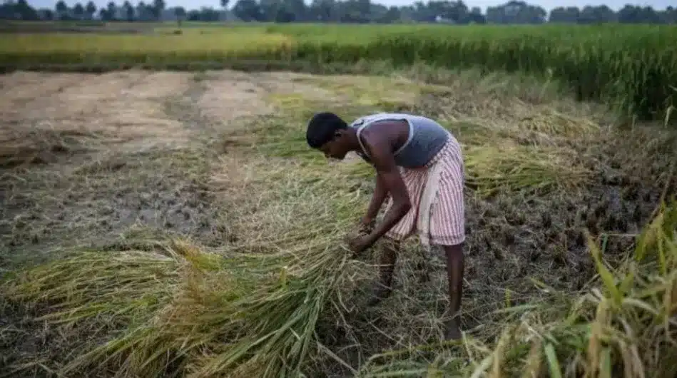 India's Rs 6,000-Crore Initiative to Promote Precision Farming