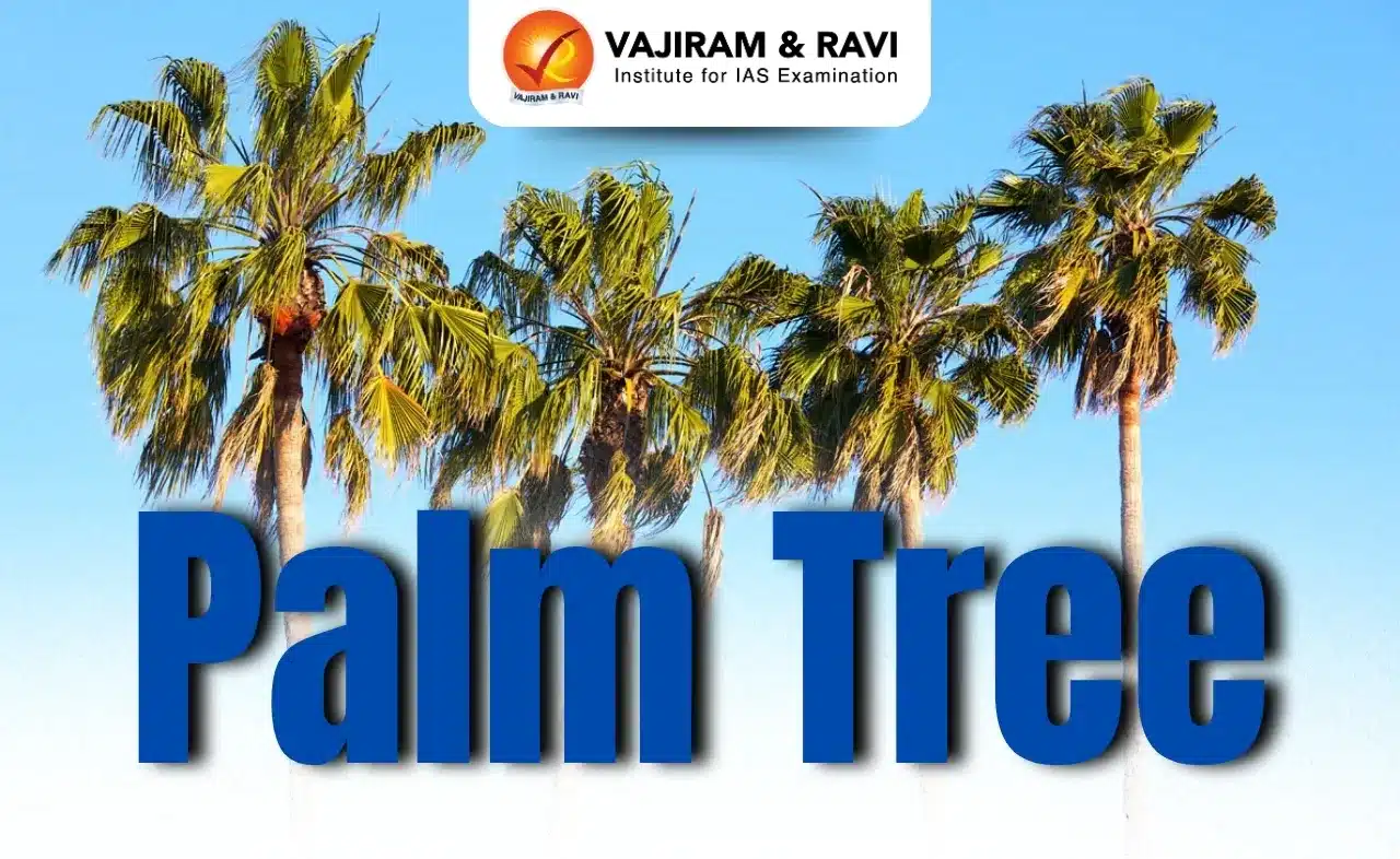 Palm Tree