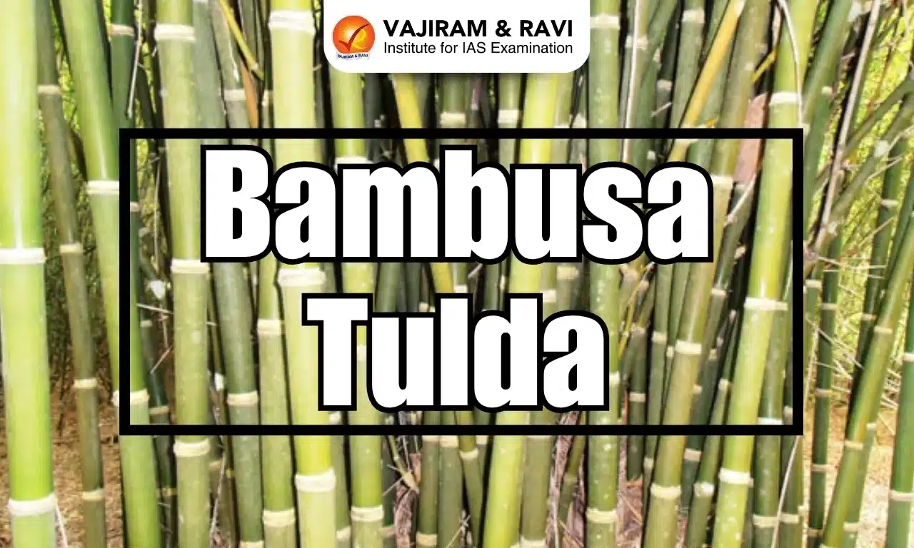 Bambusa tulda