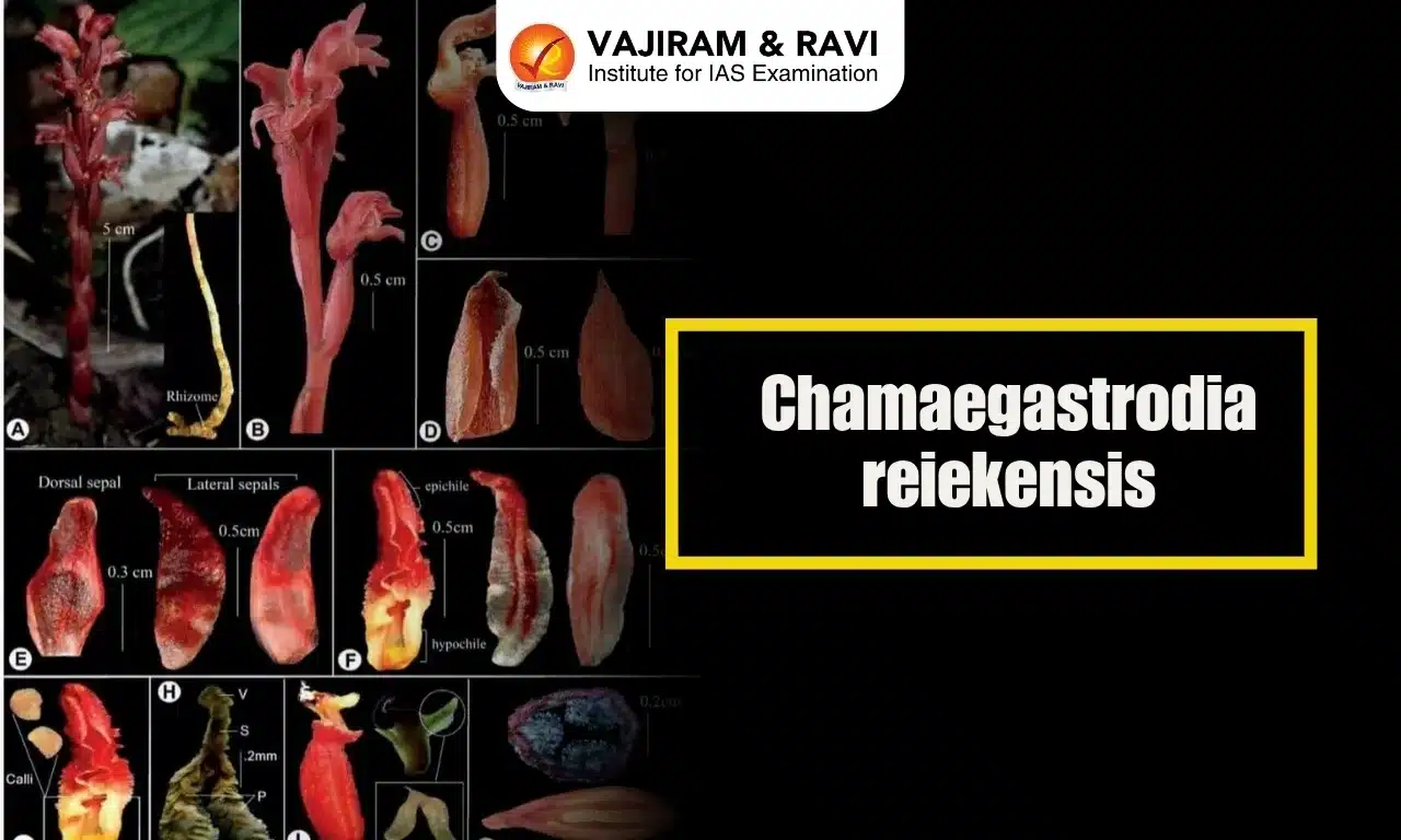 Chamaegastrodia reiekensis