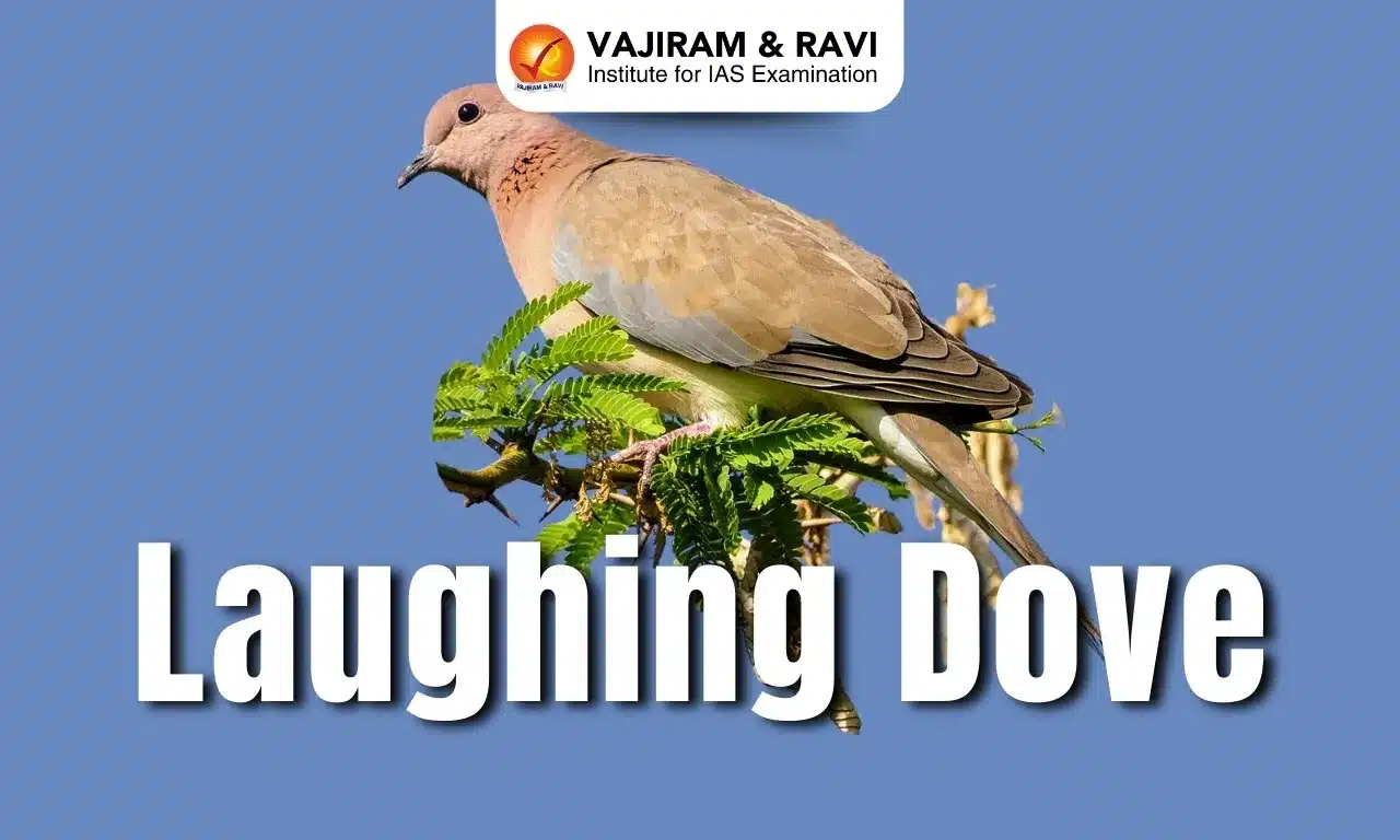 Laughing Dove