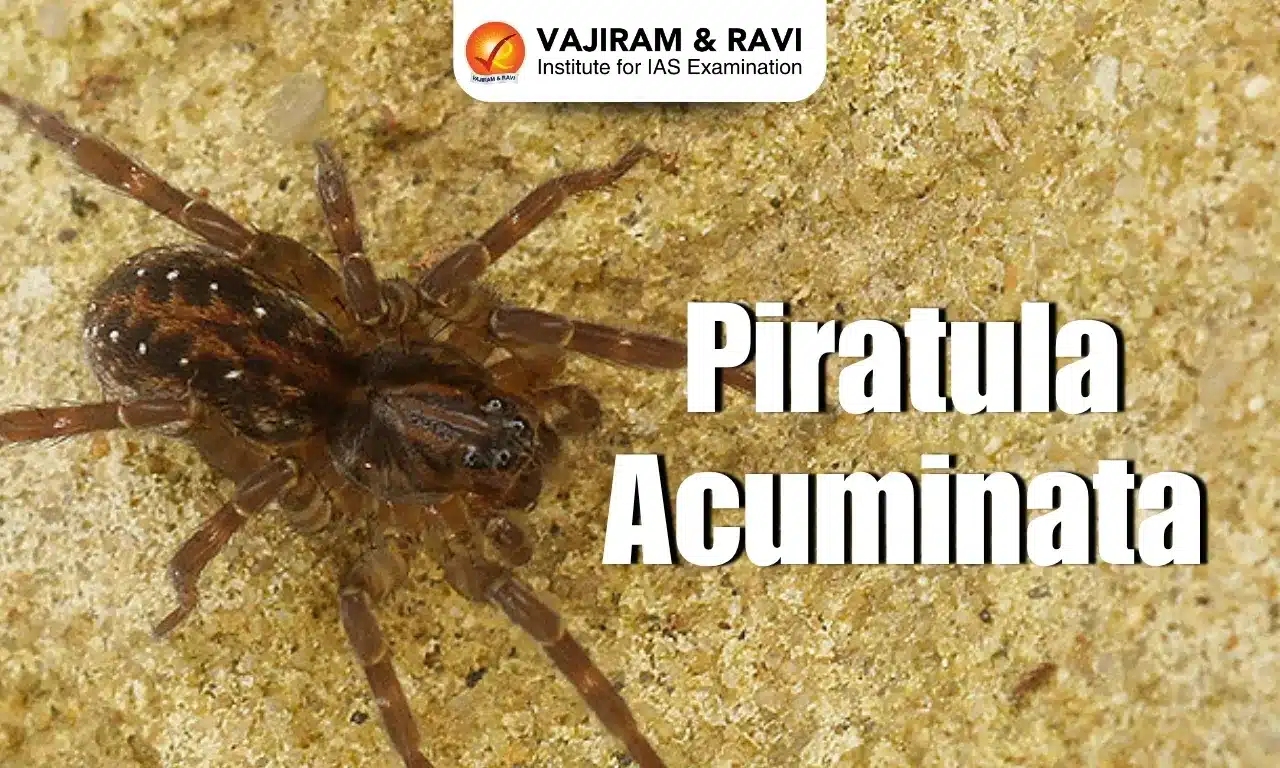 Piratula acuminata