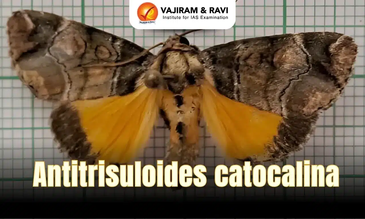 Antitrisuloides Catocalina