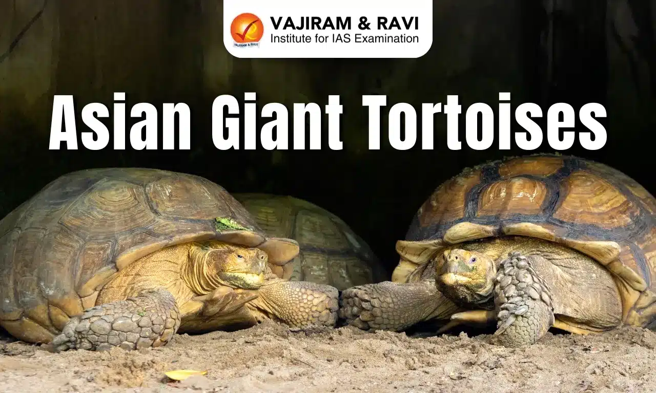 Asian Giant Tortoise