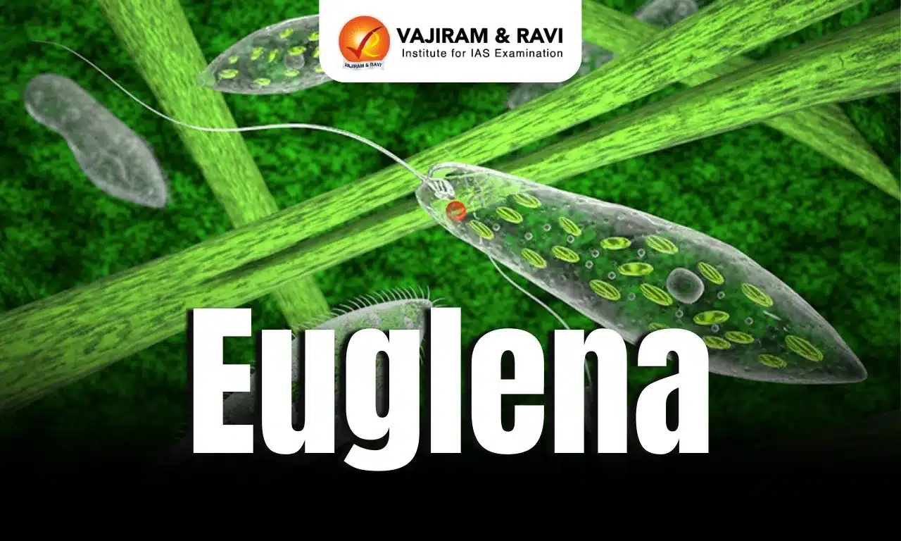 Euglena