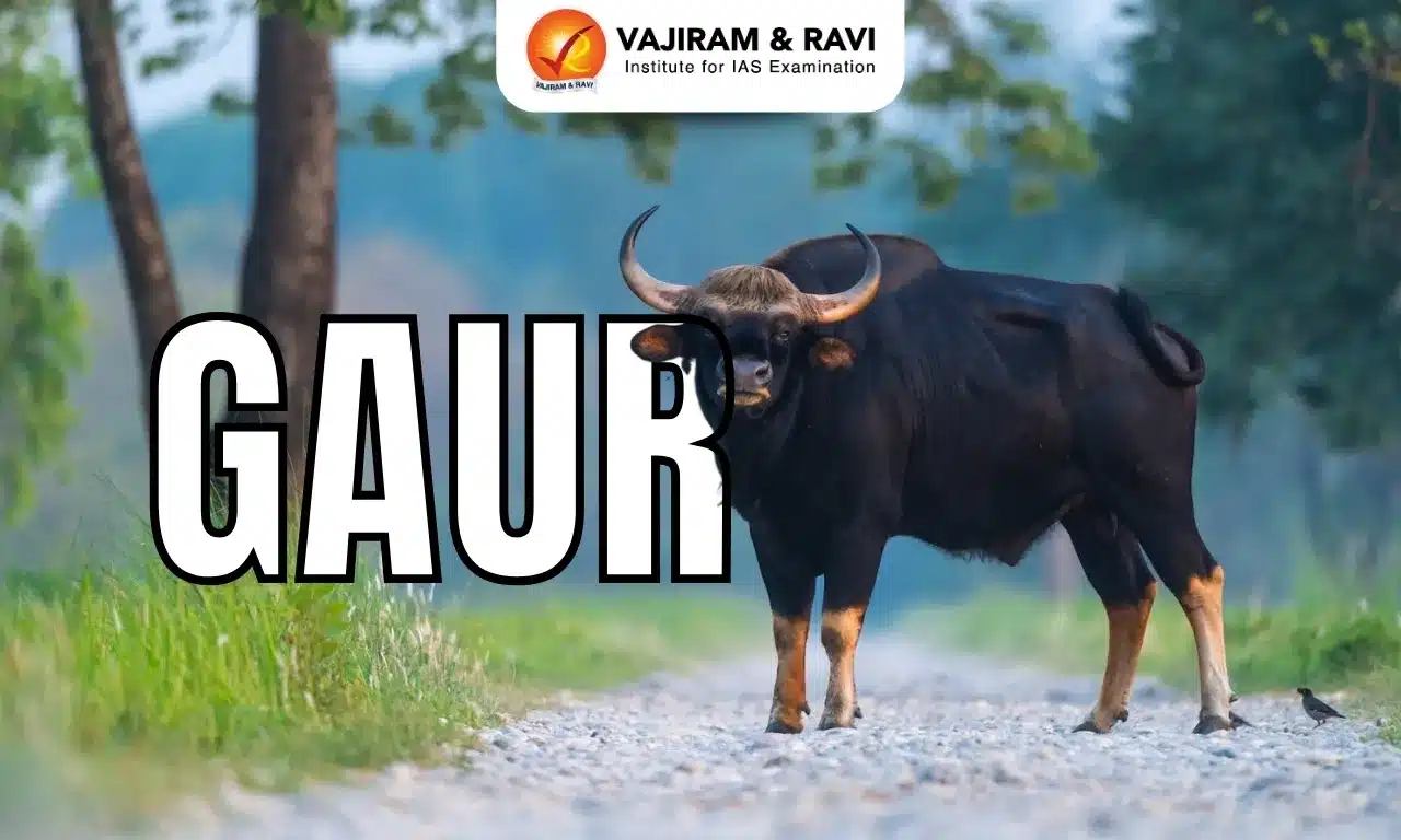 Gaur