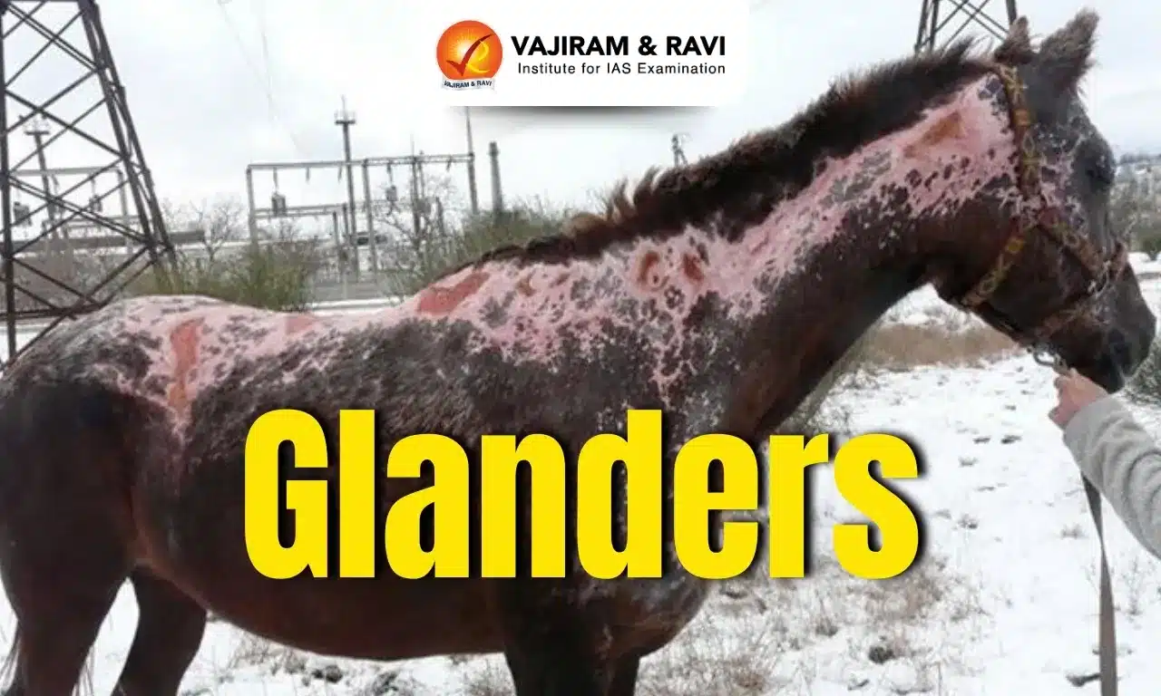 Glanders