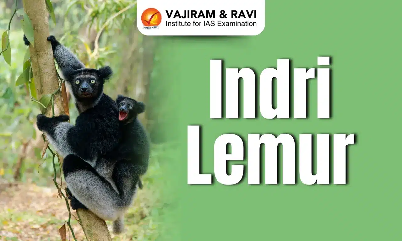 Indri Lemur