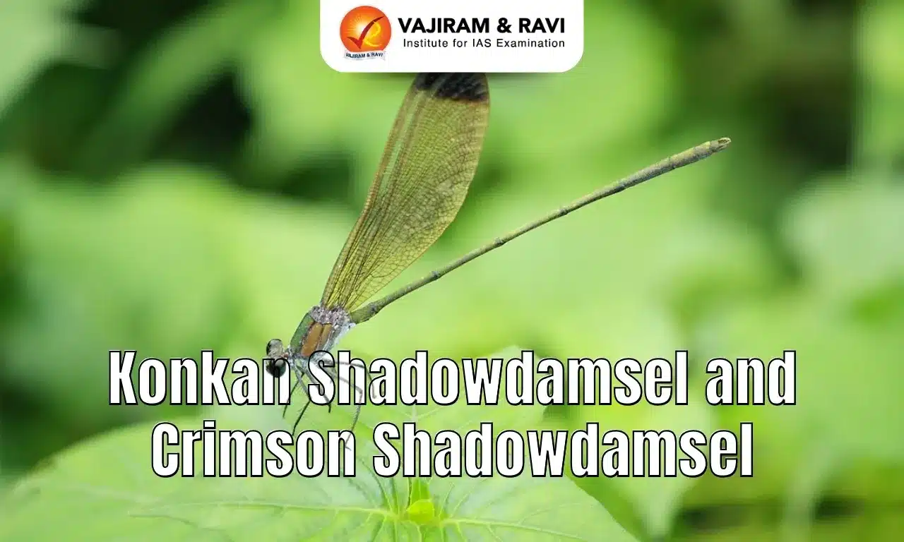 Konkan Shadowdamsel and Crimson Shadowdamsel