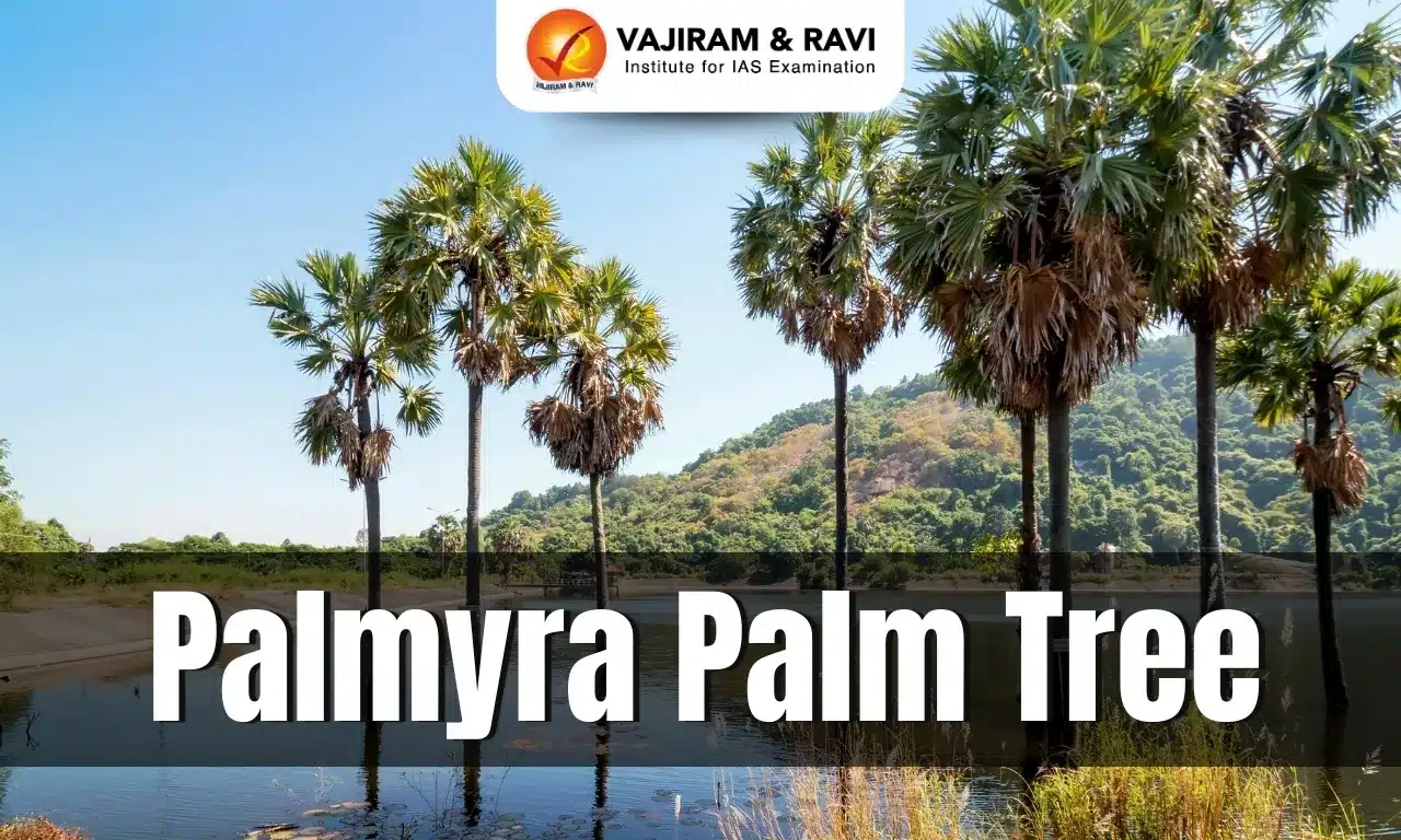 Palmyra Palm Tree