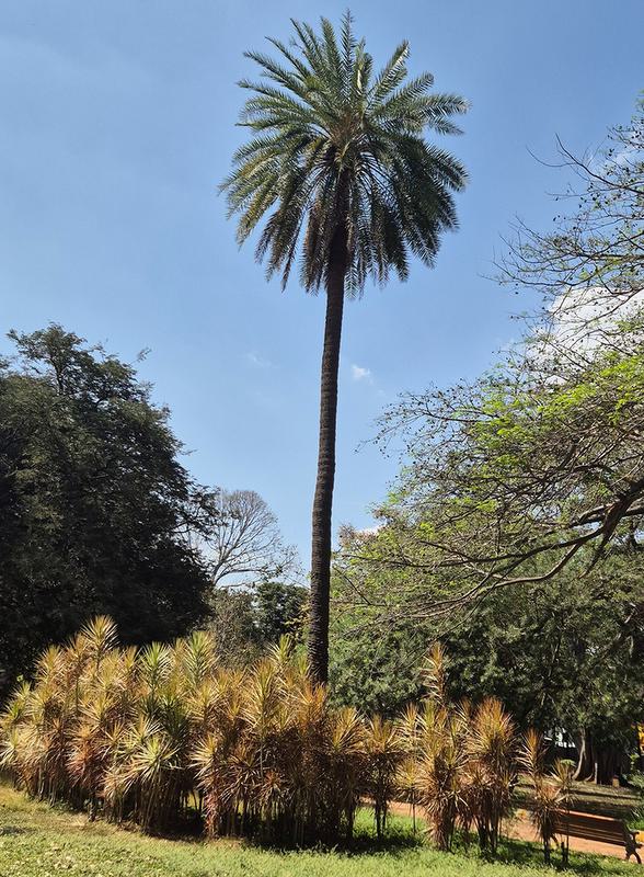 Phoenix roxburghii