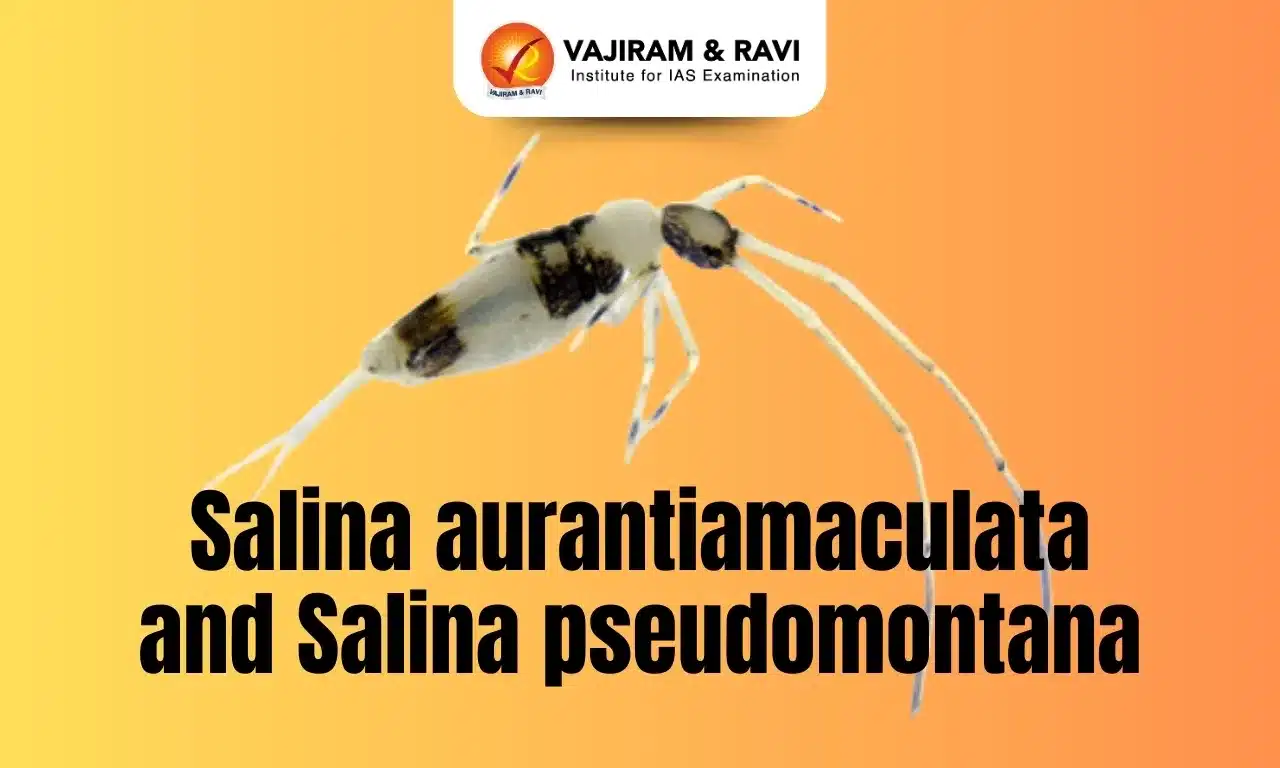 Salina Aurantiamaculata and Salina Pseudomontana