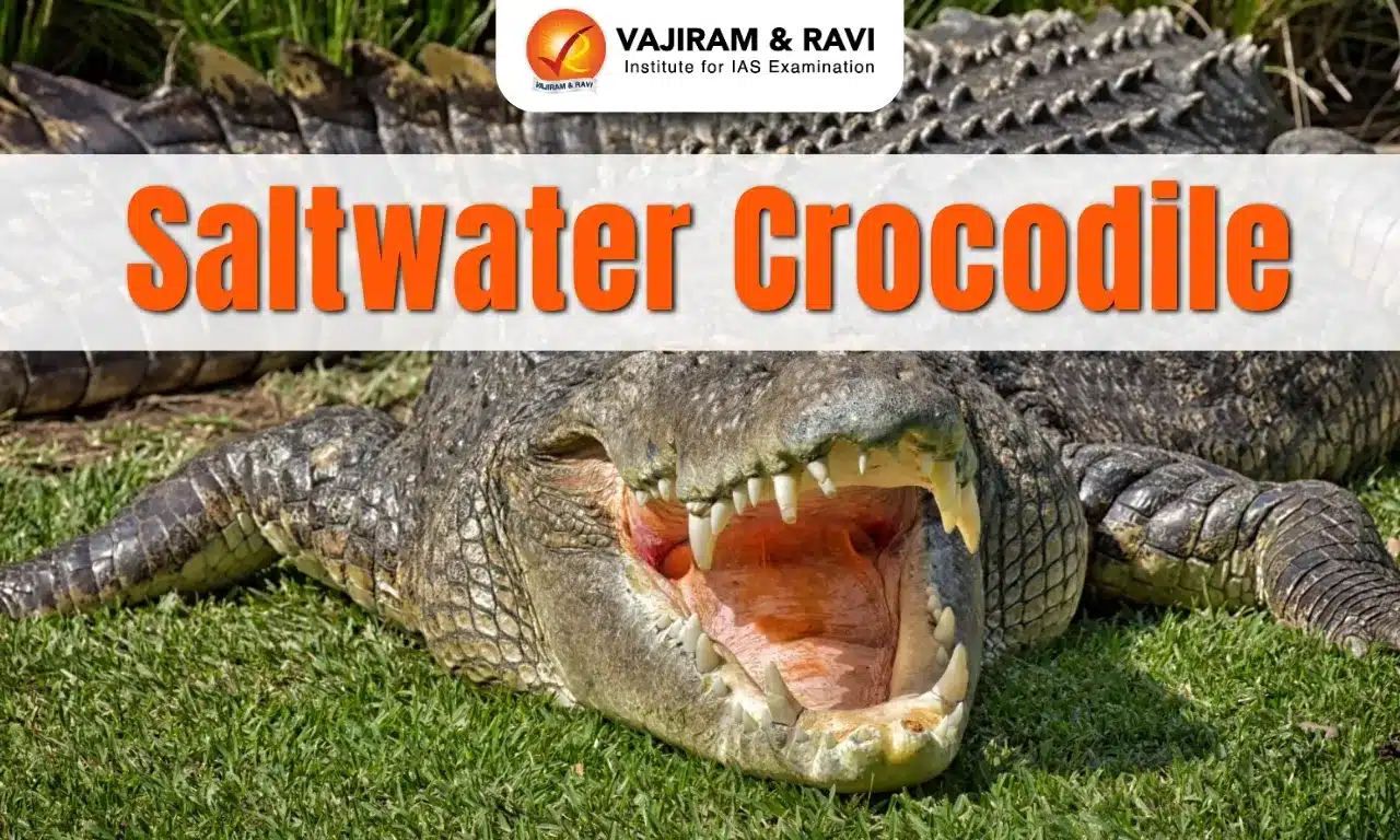 Saltwater Crocodile