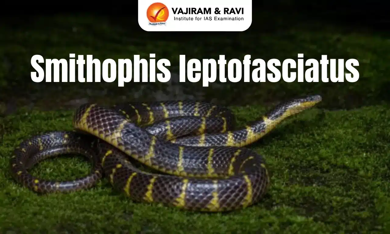 Smithophis leptofasciatus