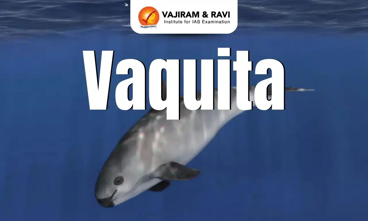 Vaquita