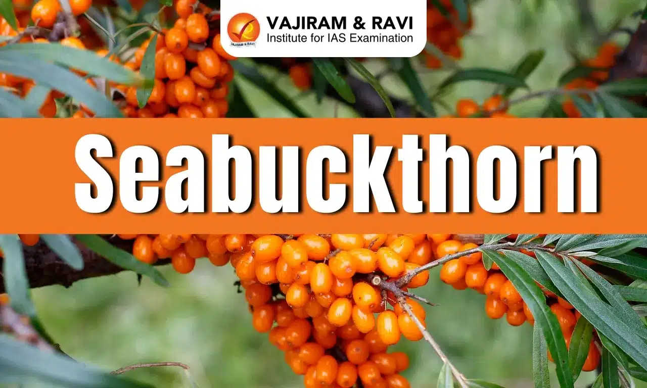 Seabuckthorn