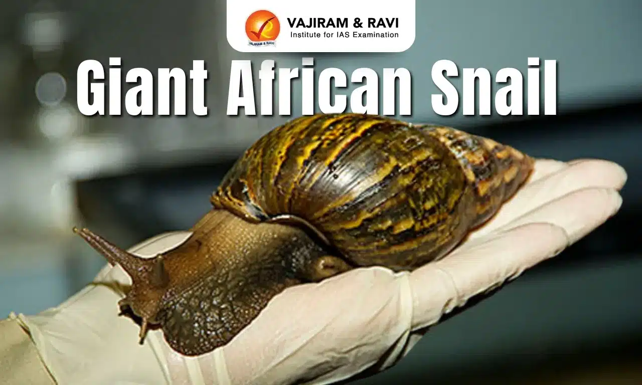 Giant African Snail