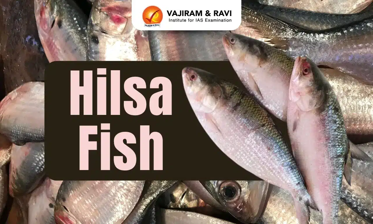 Hilsa Fish