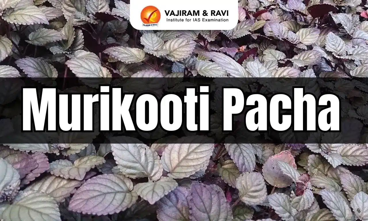 Murikooti Pacha