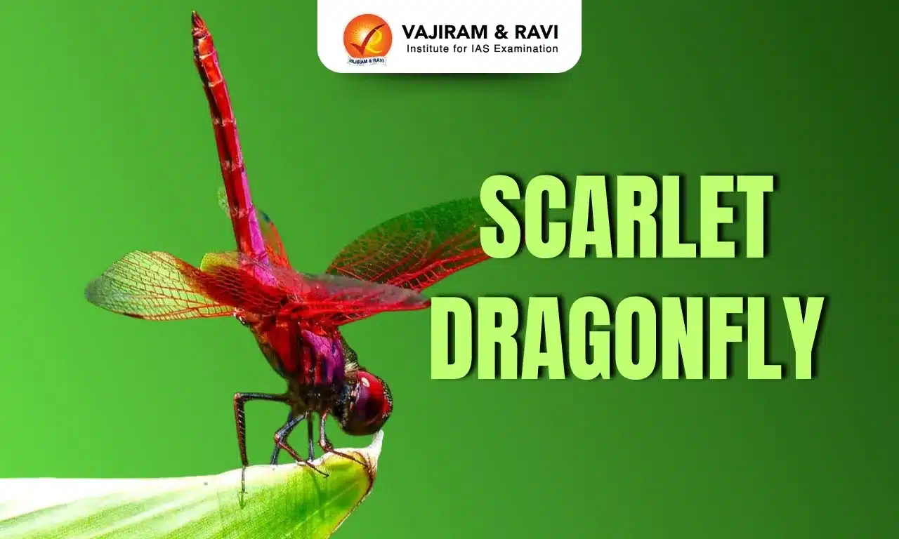 Scarlet Dragonfly