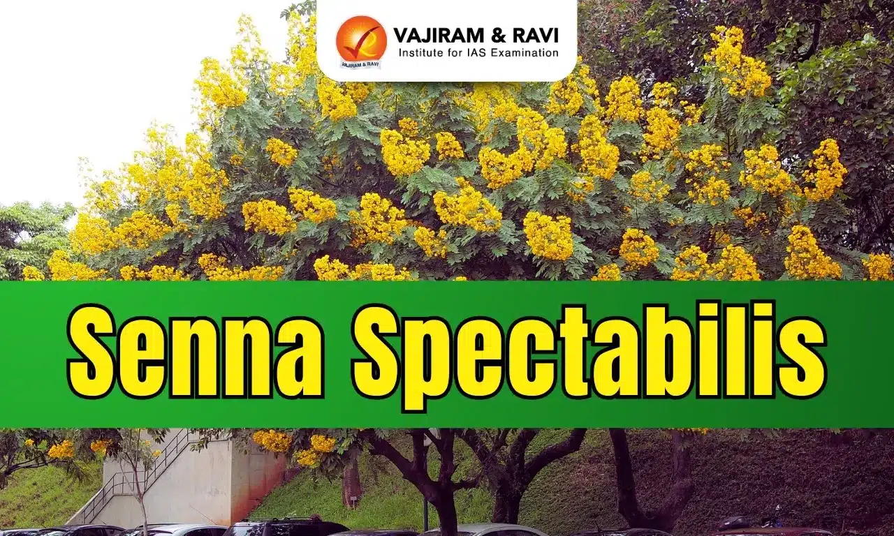 Senna spectabilis