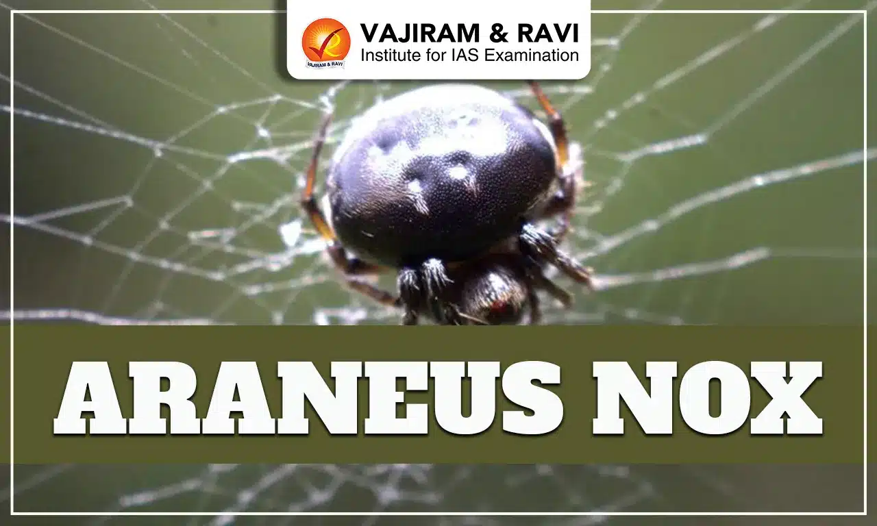 Araneus nox