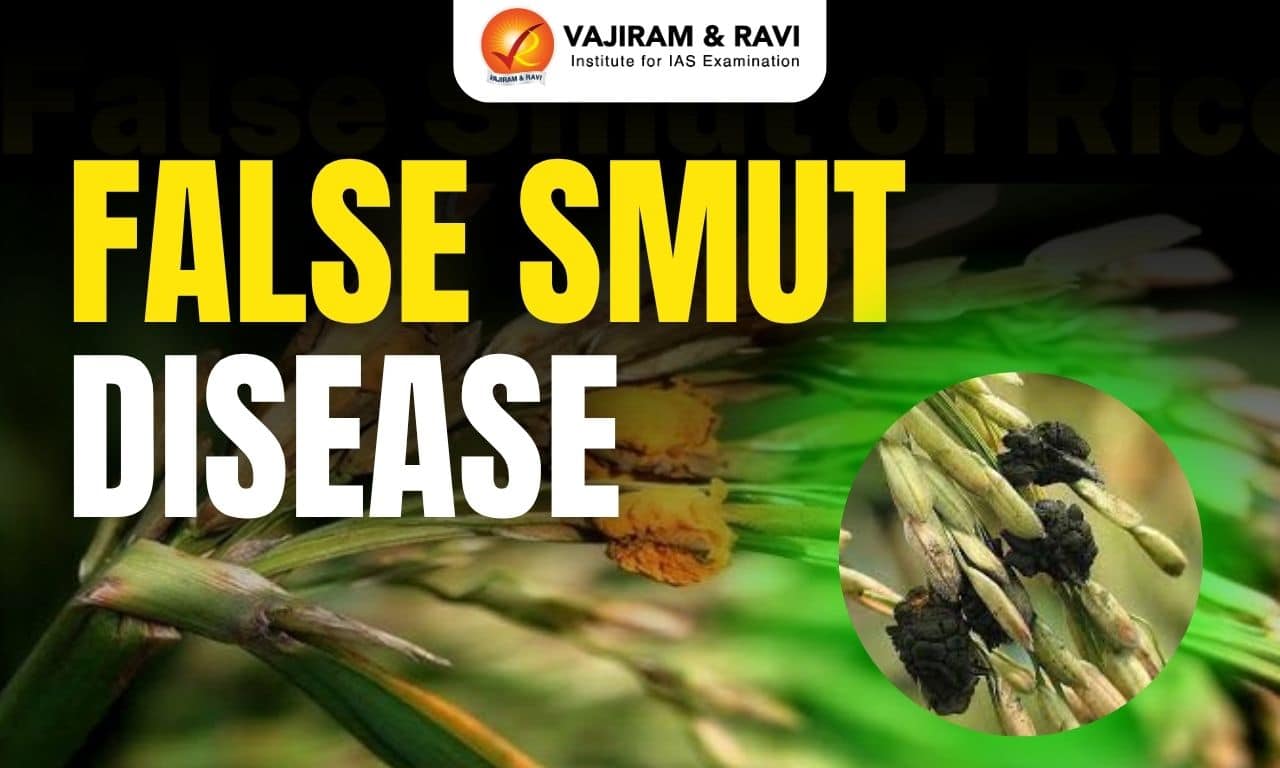 False Smut Disease