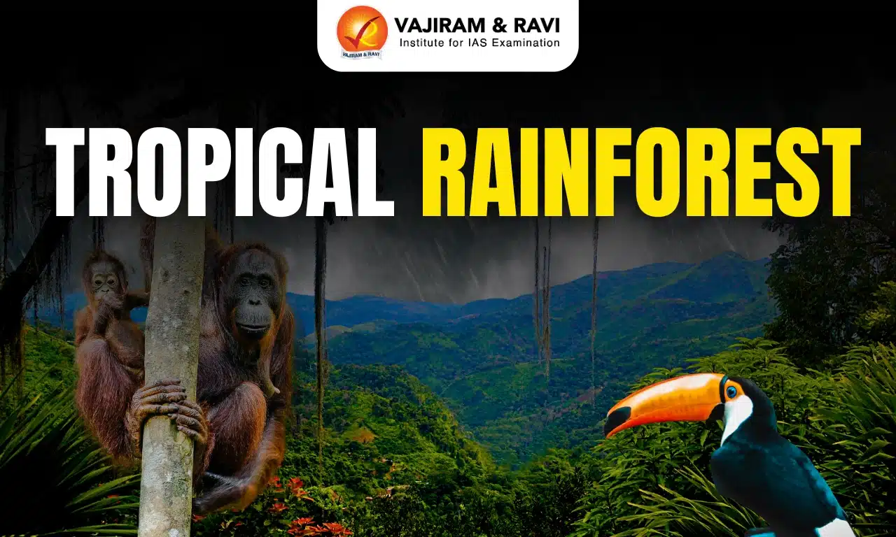 Tropical Rainforest