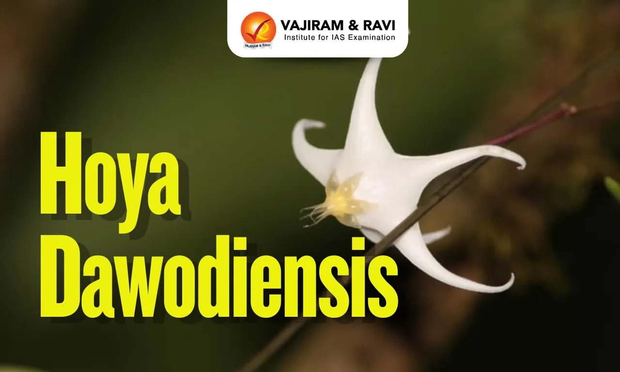 Hoya dawodiensis