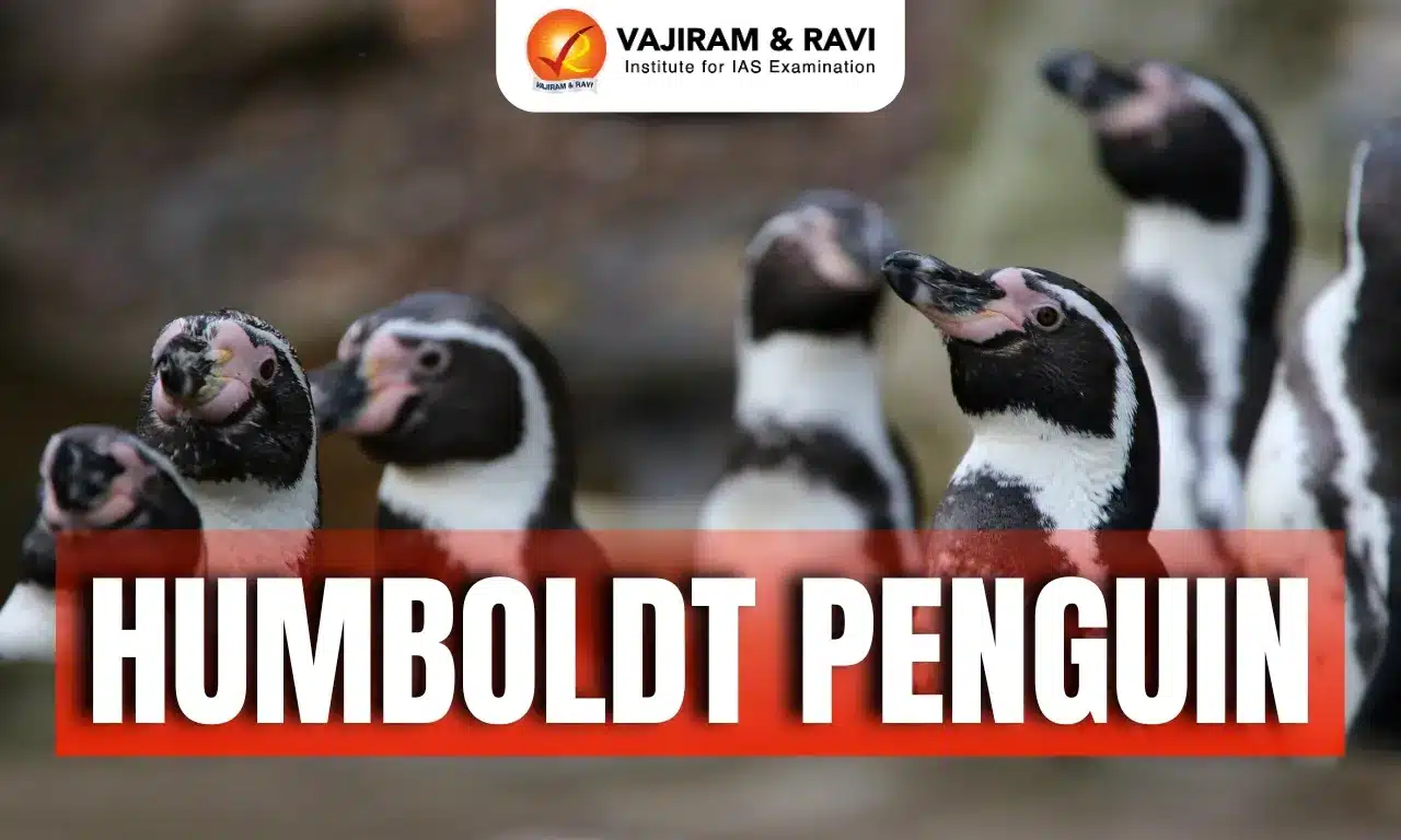 Humboldt Penguin