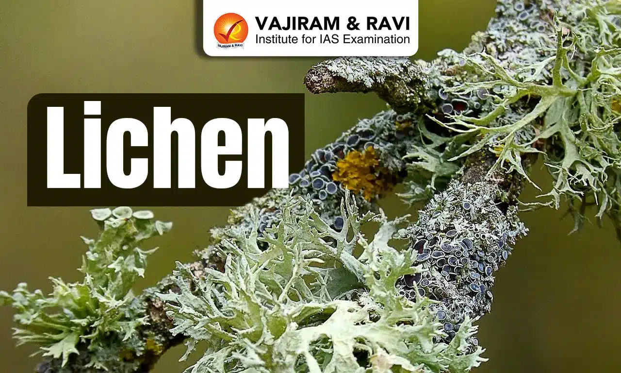 Lichen