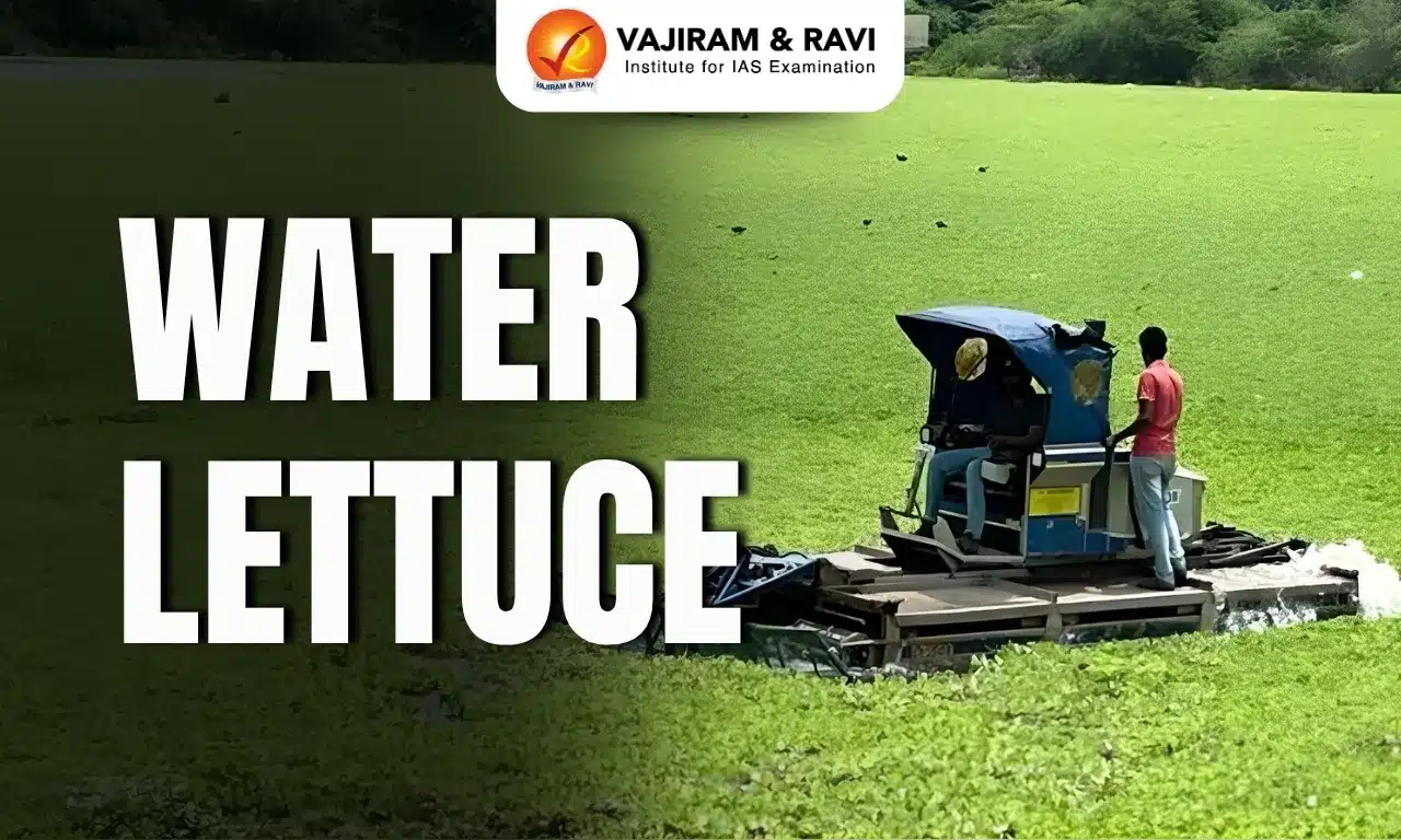 Water Lettuce
