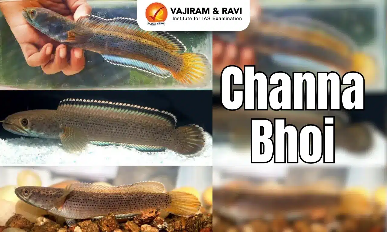 Channa Bhoi