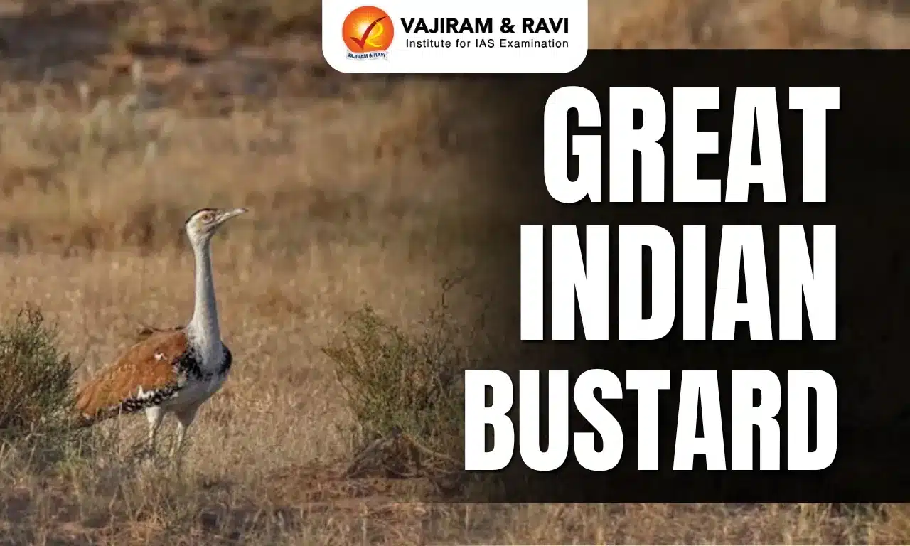 Great Indian Bustard