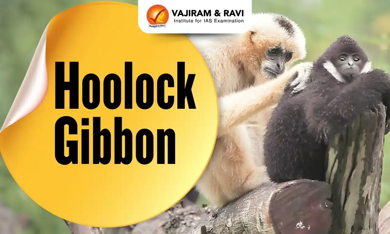 Western Hoolock Gibbon