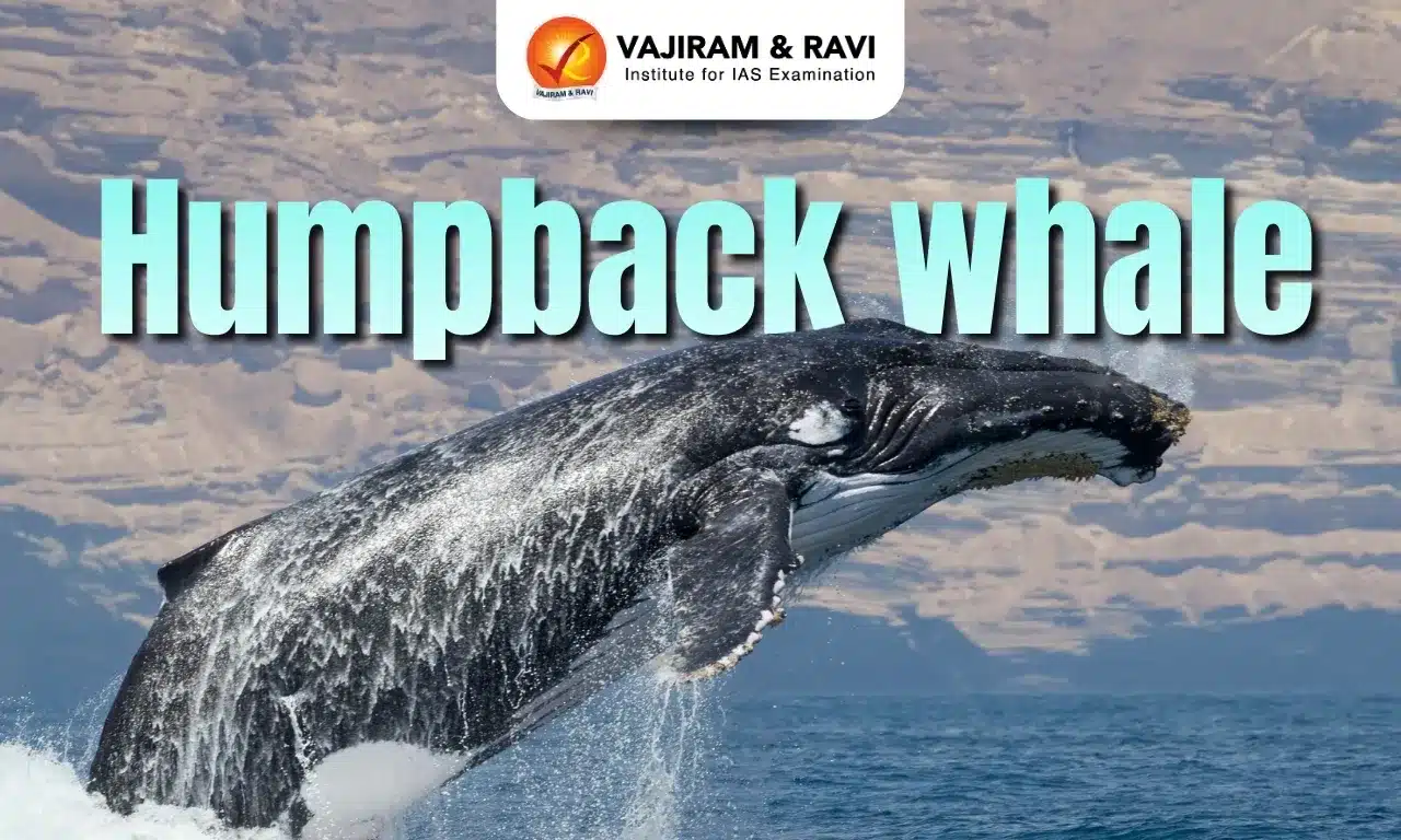 Humpback Whale