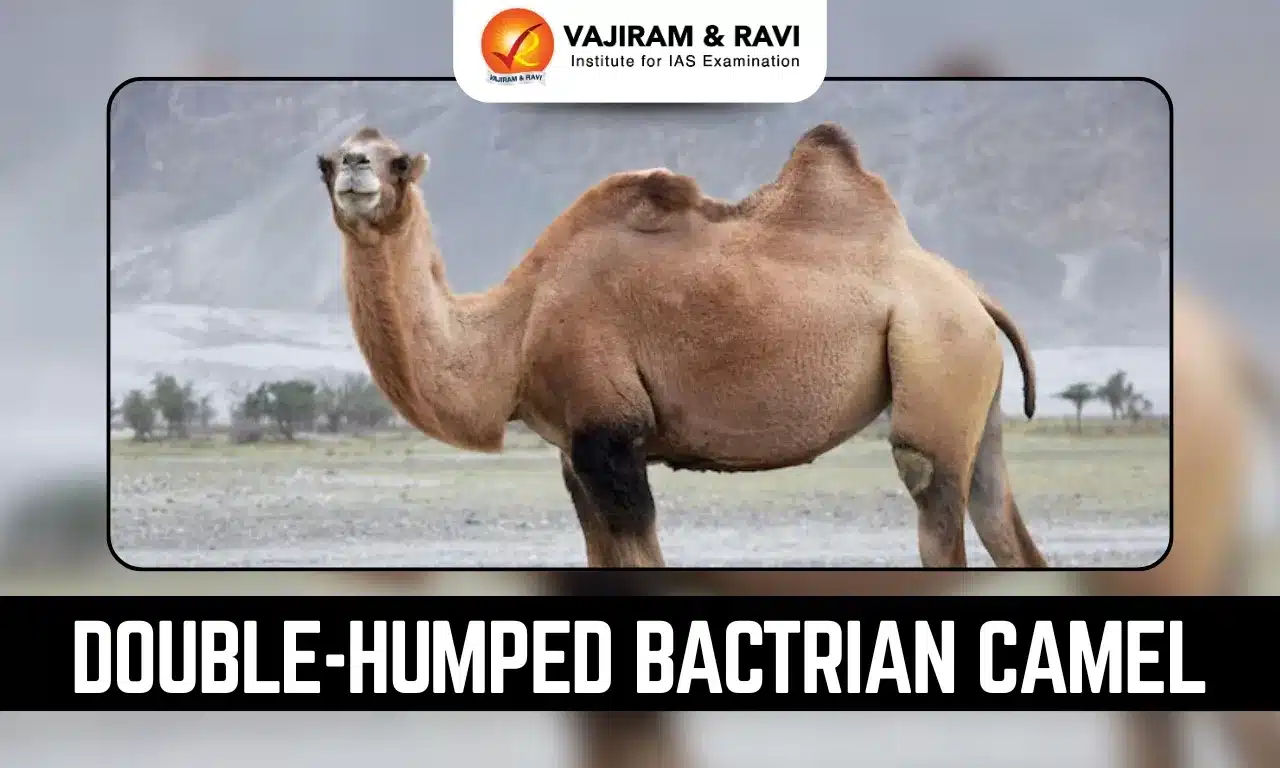 Double-Humped Bactrian Camel