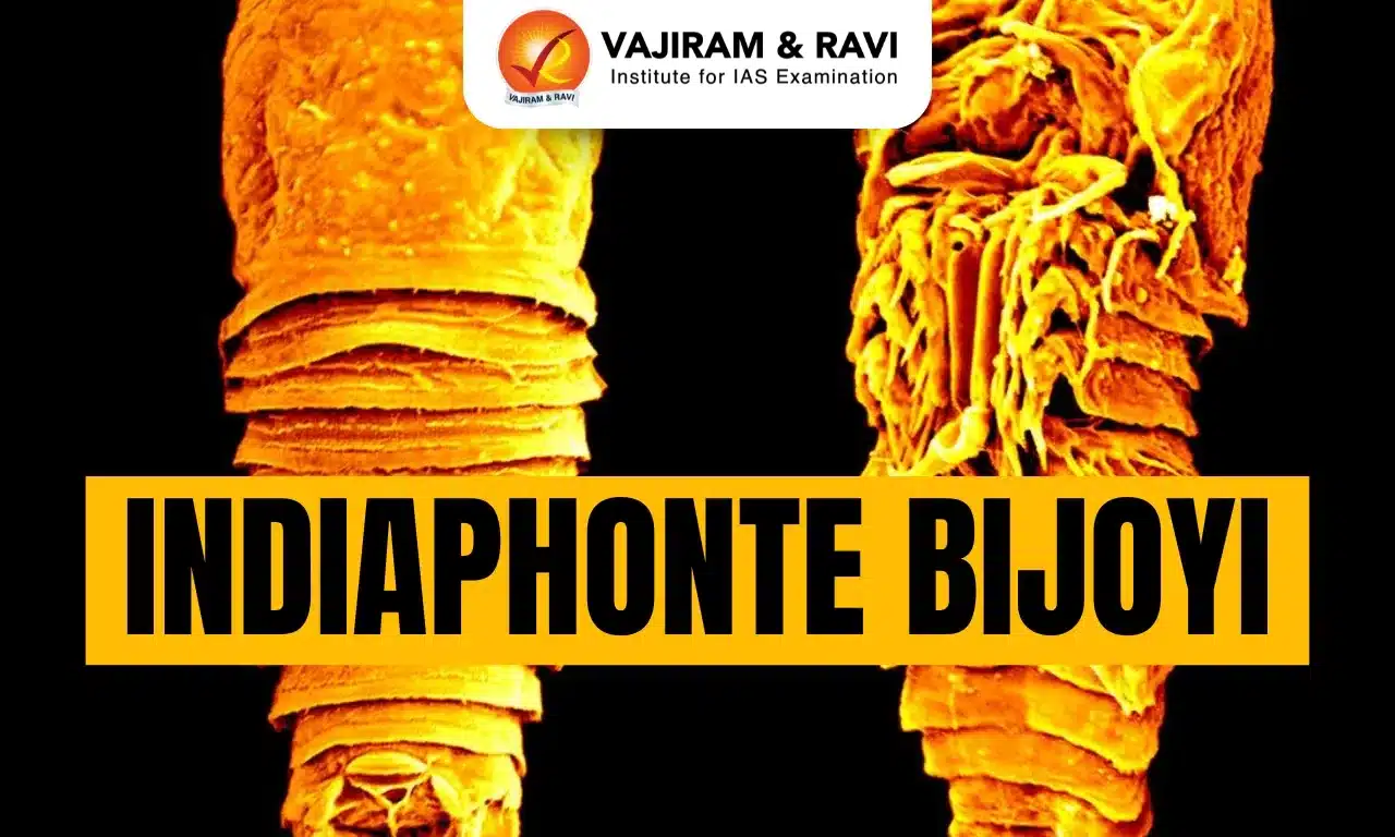 Indiaphonte Bijoyi