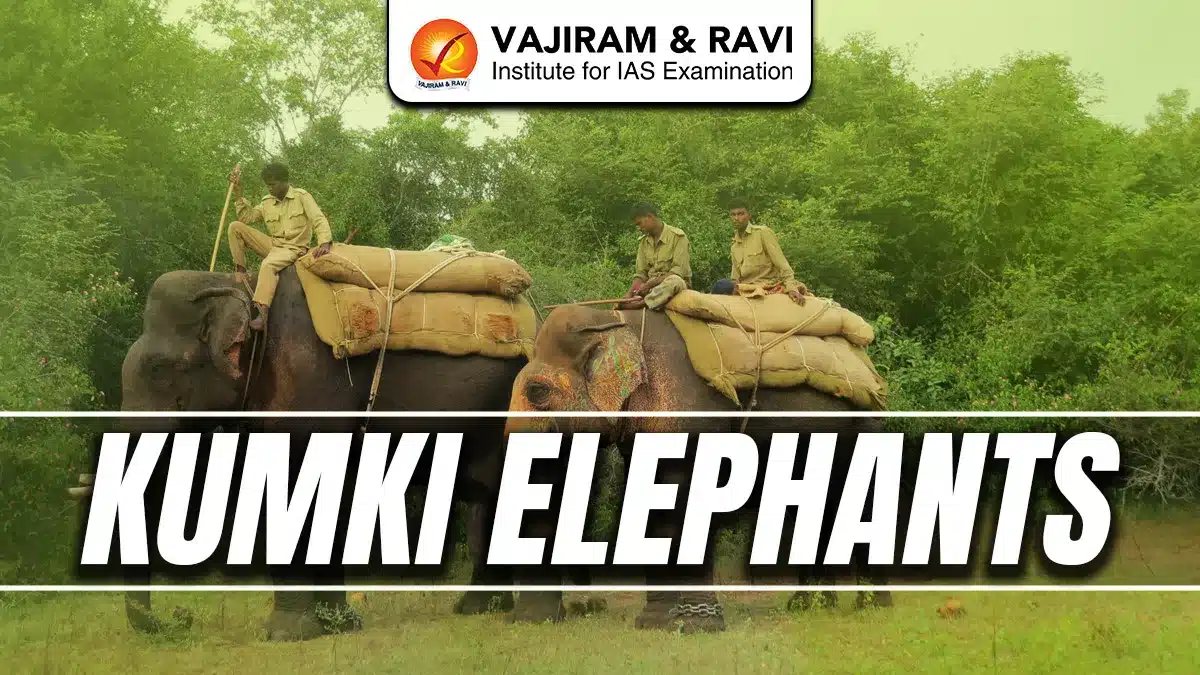 Kumki Elephants