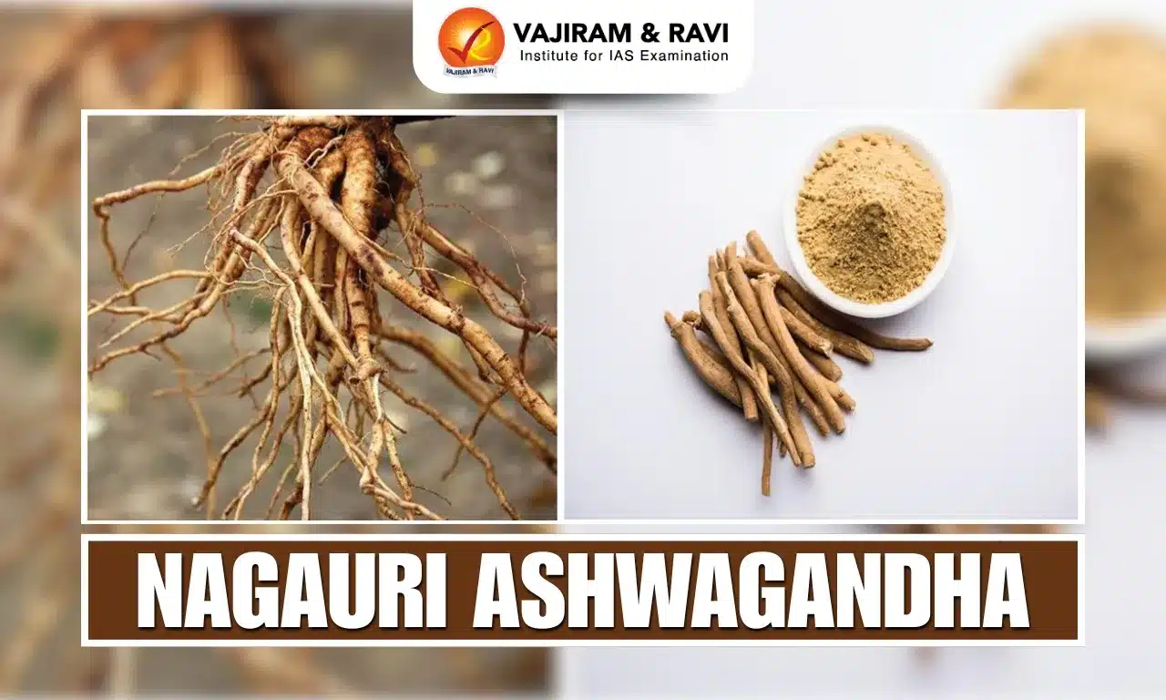 Nagauri Ashwagandha