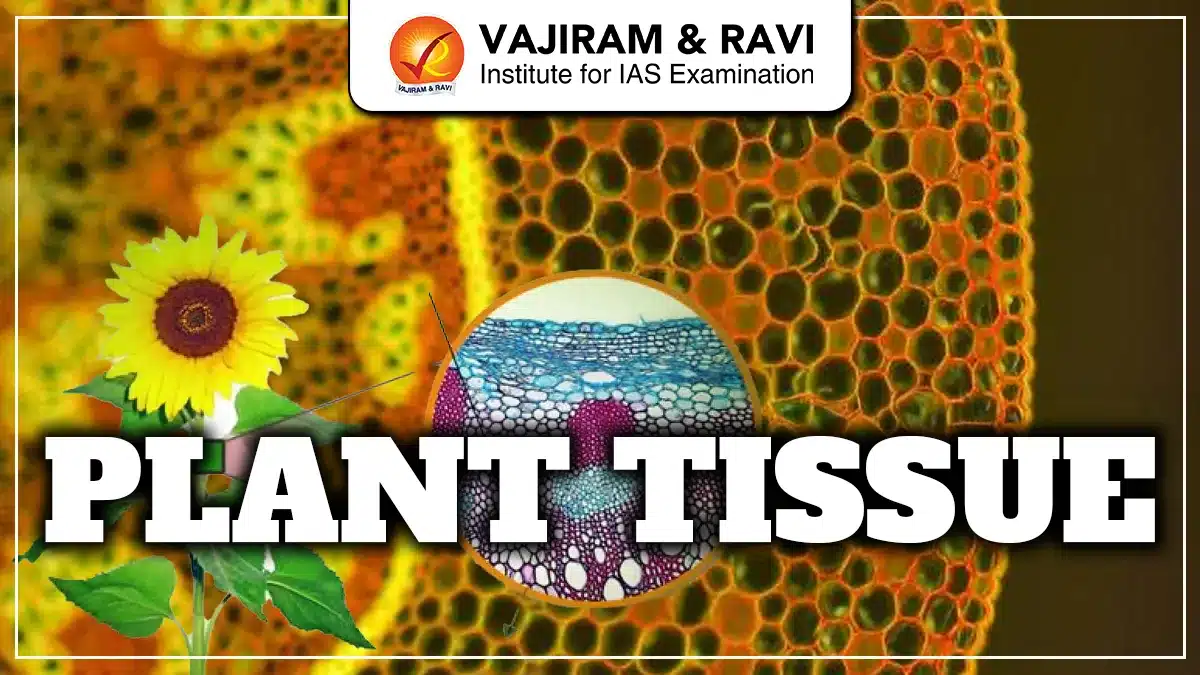 Plant Tissue