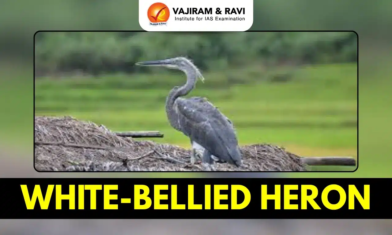 White-Bellied Heron