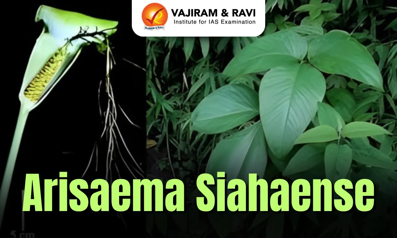 Arisaema siahaense