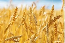 Wheat Crop