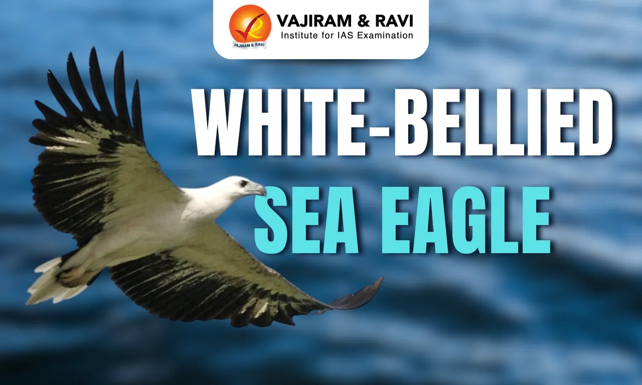 White-Bellied Sea Eagle