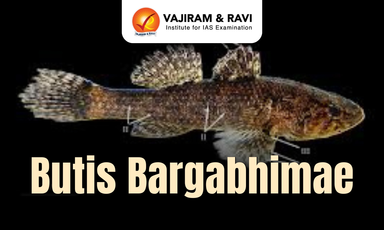 Butis bargabhimae