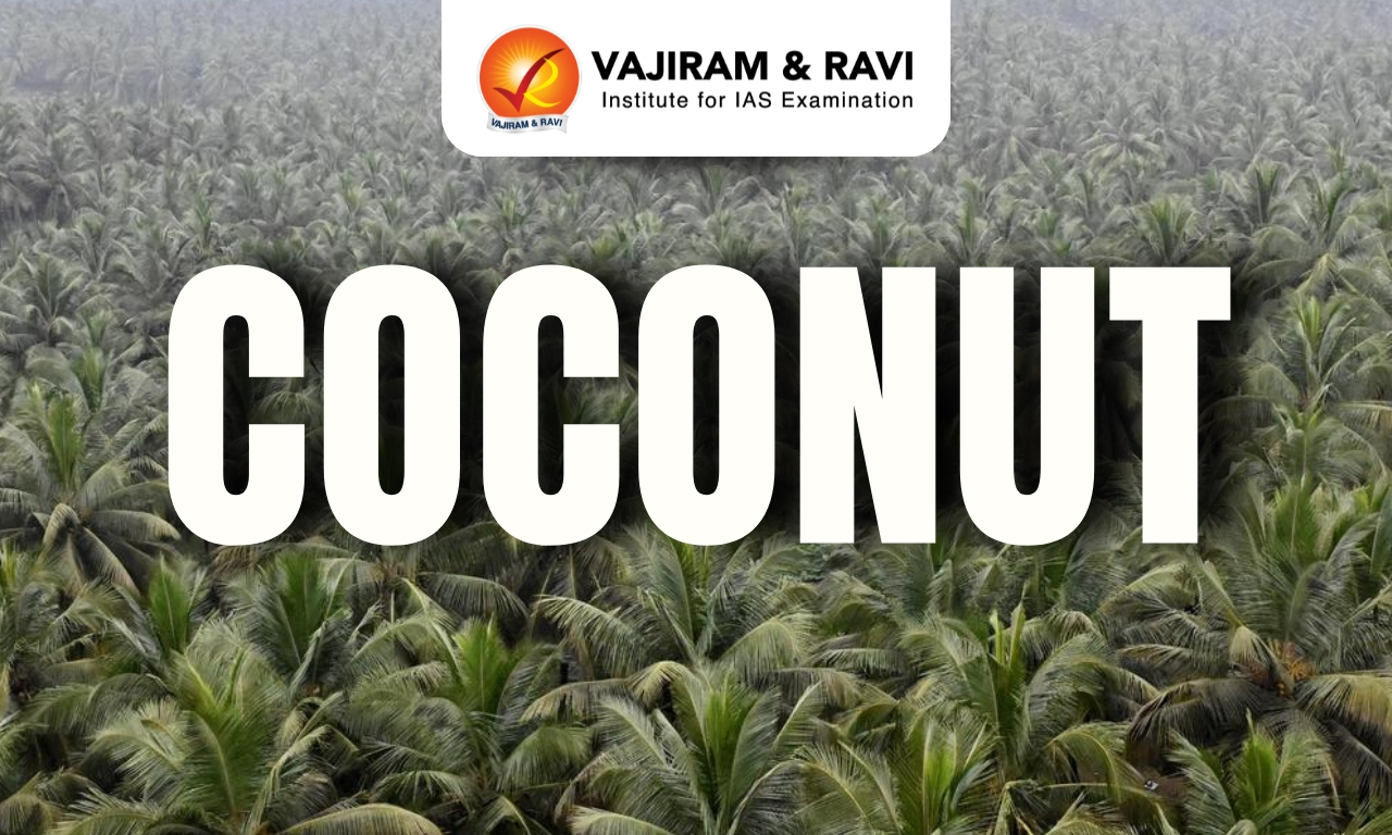Coconut