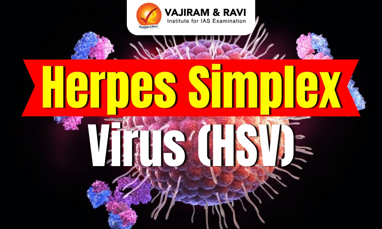 Herpes Simplex Virus (HSV)